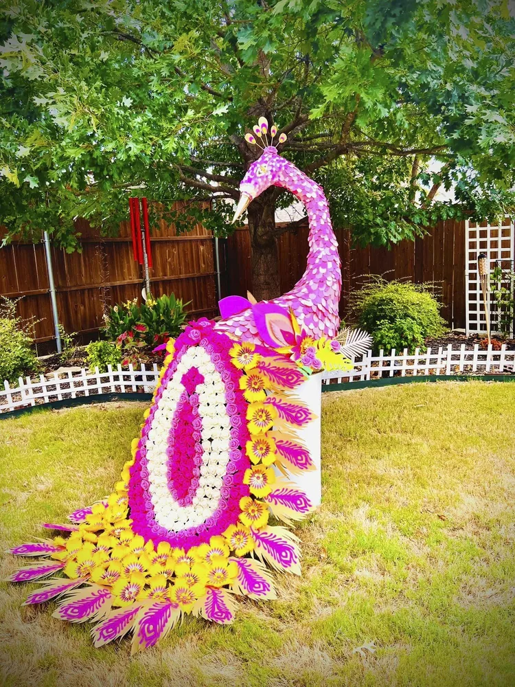 Pink Peacock
